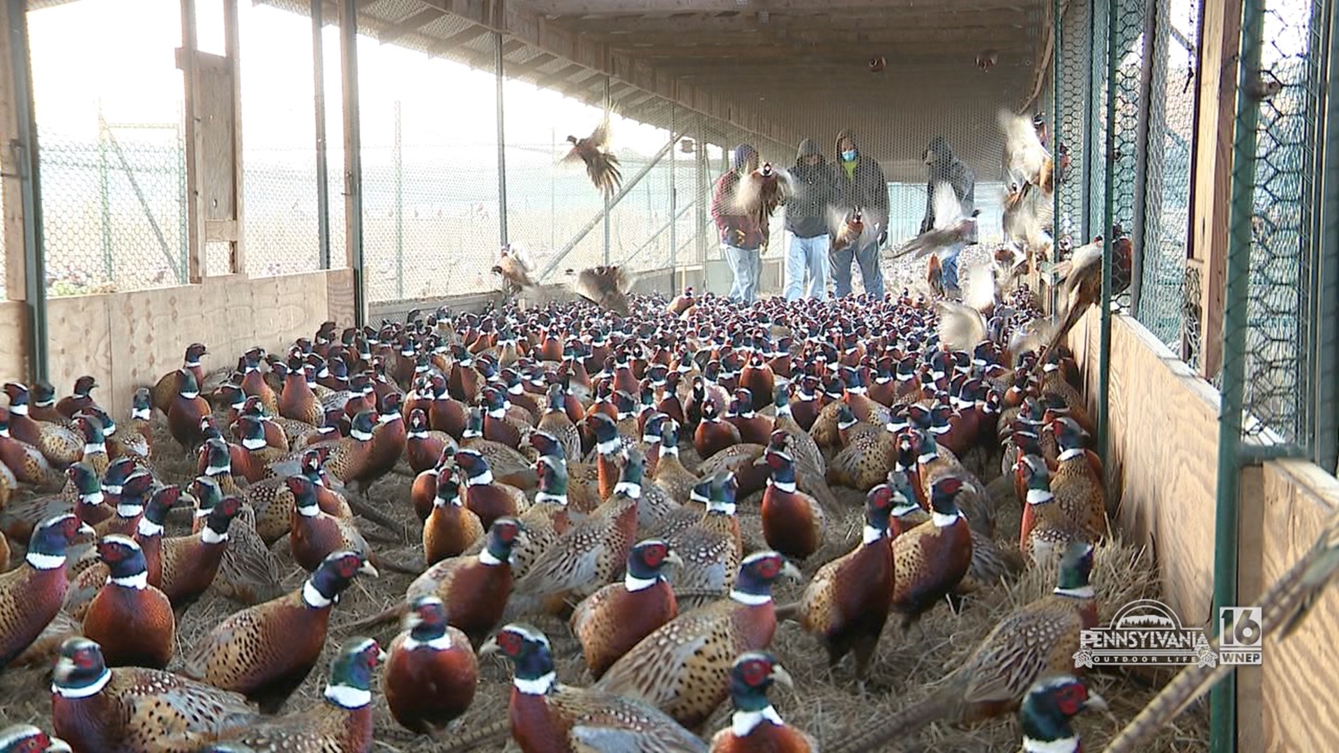 Ringnecks as far as the eye can see.