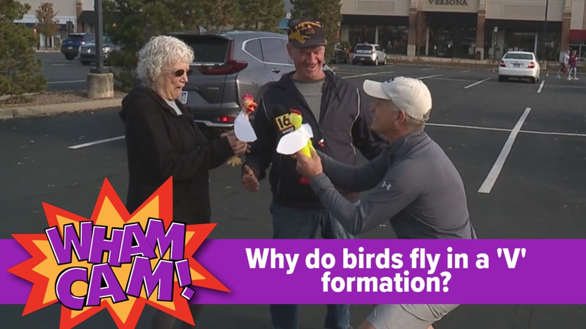 Wham Cam: Why do birds fly in a 'V' formation?