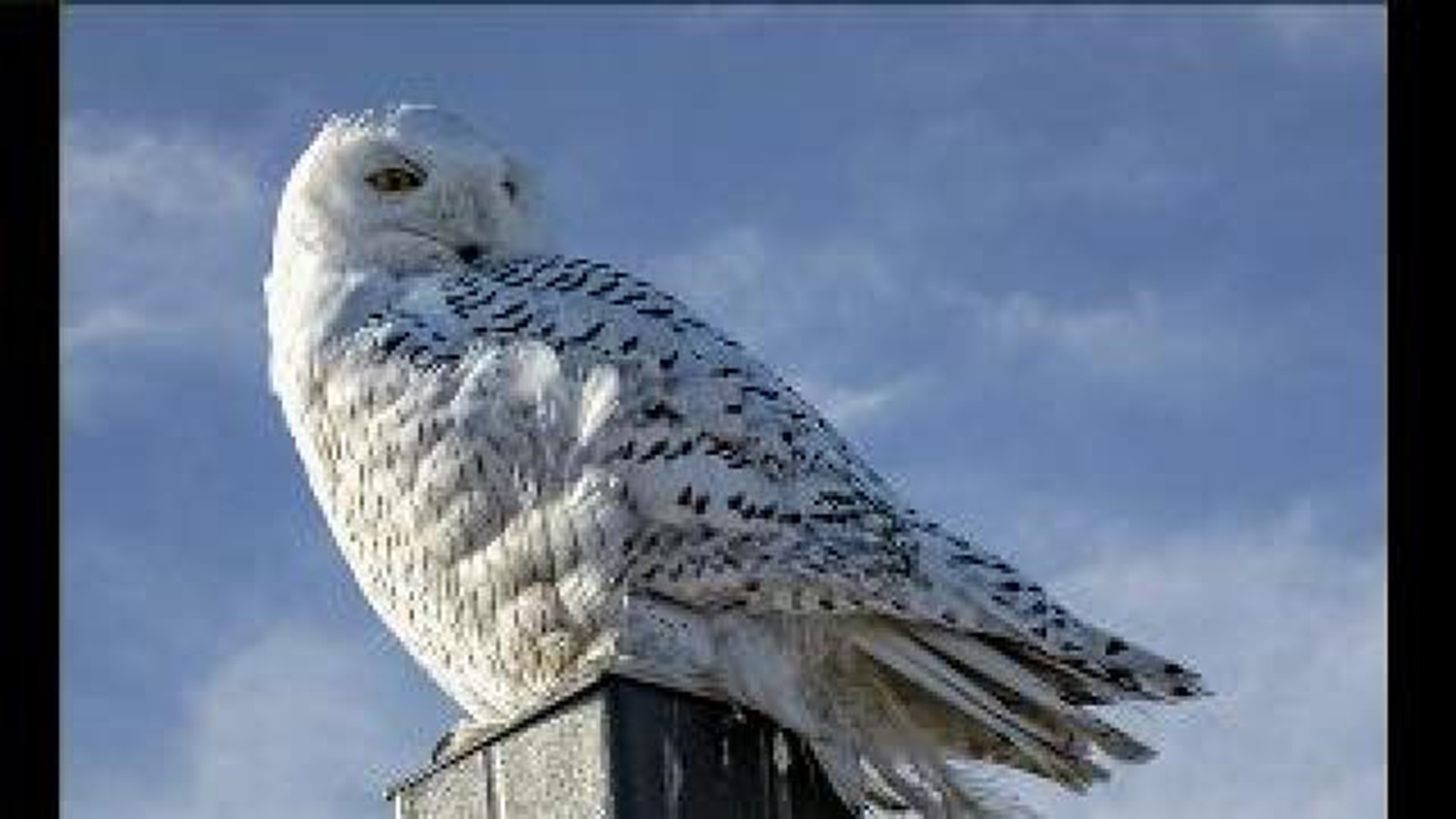 Snowy Owl Drawing Crowds In Hazelton Area