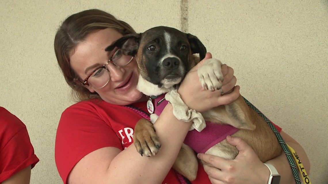 Camp Bow Wow holds grand opening - Vimarsana News