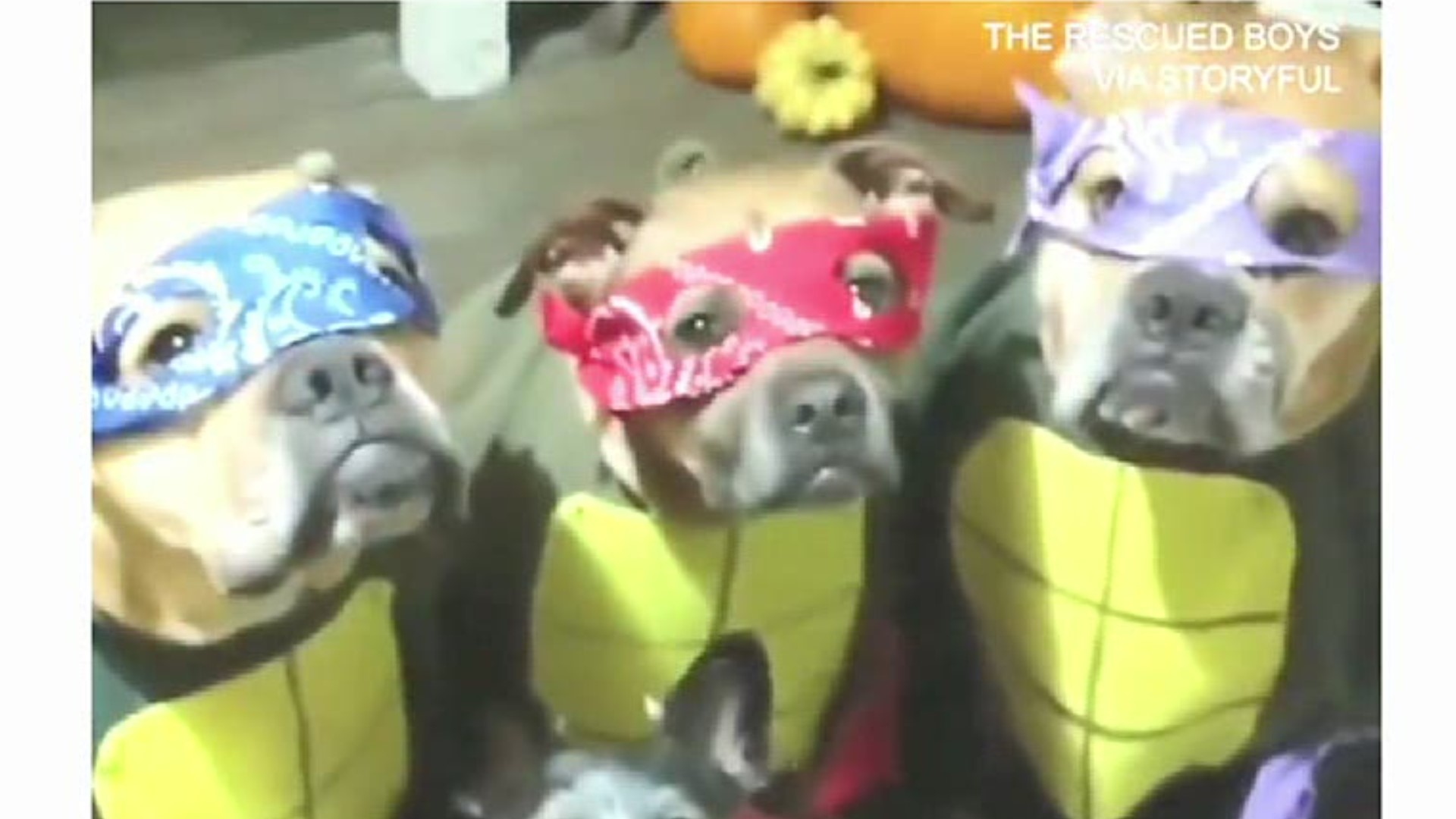 Of course, we humans can’t have all the Halloween fun. On Tuesday, Newswatch 16 is scoped out your cutest, most fun furballs, all decked out in their ghoulish garb.
