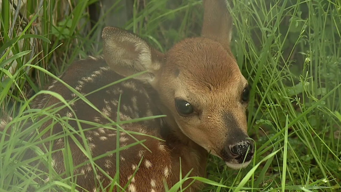 Pocono Wildlife urges caution as well-meaning 'rescue' of fawns can cause harm