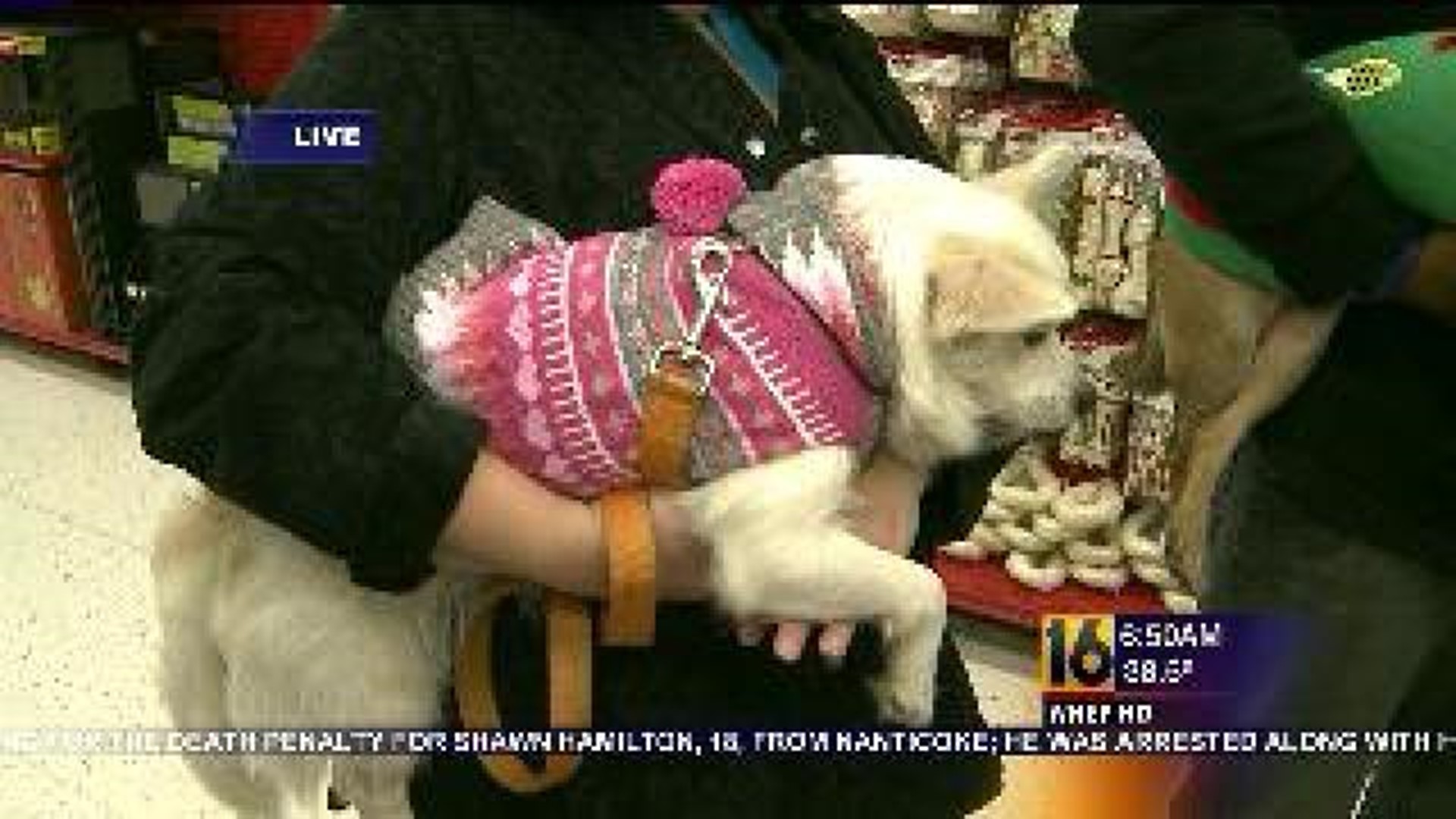 Holiday Gifts For Pets And SPCA Visits