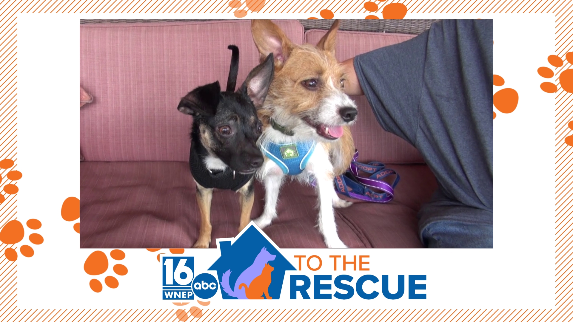 In this week's 16 To The Rescue, we meet a bonded pair of Chihuahua/mixes named Lola and Chuckie.