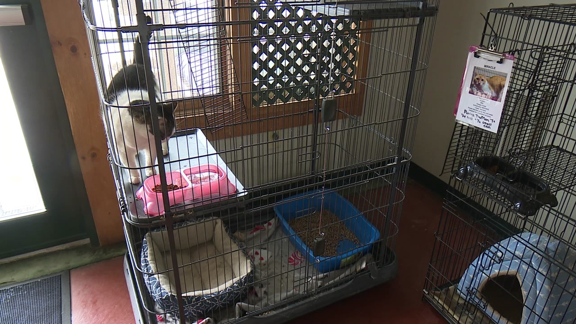 An animal shelter says it's trying to stay afloat after missing out on support from the county it thought it was entitled to.