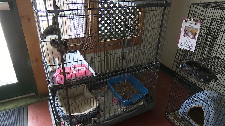 Animal shelter dealing with gap in funding