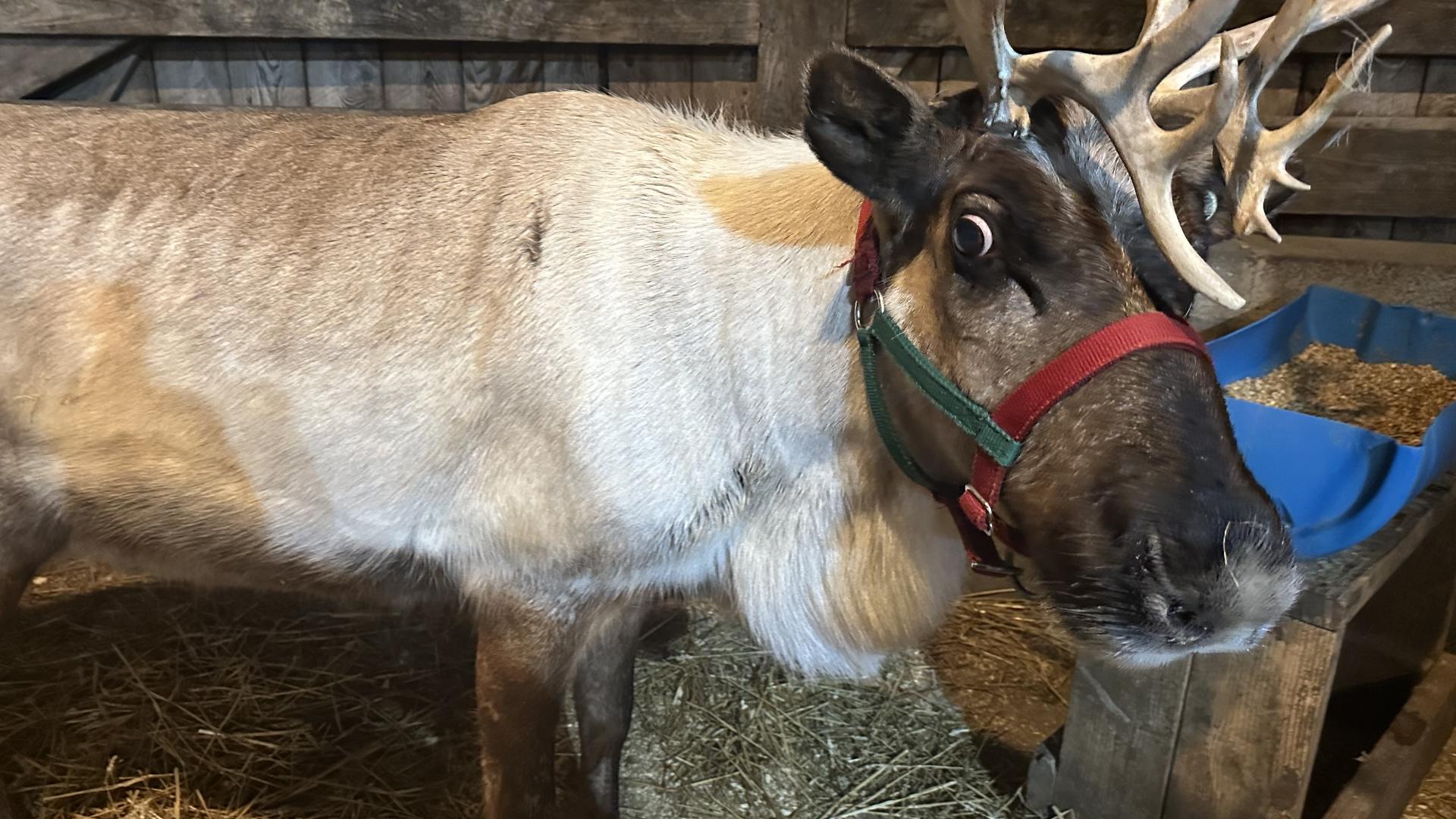 Newswatch 16's Nikki Krize is at a farm in Columbia County visiting some reindeer before their big trek.