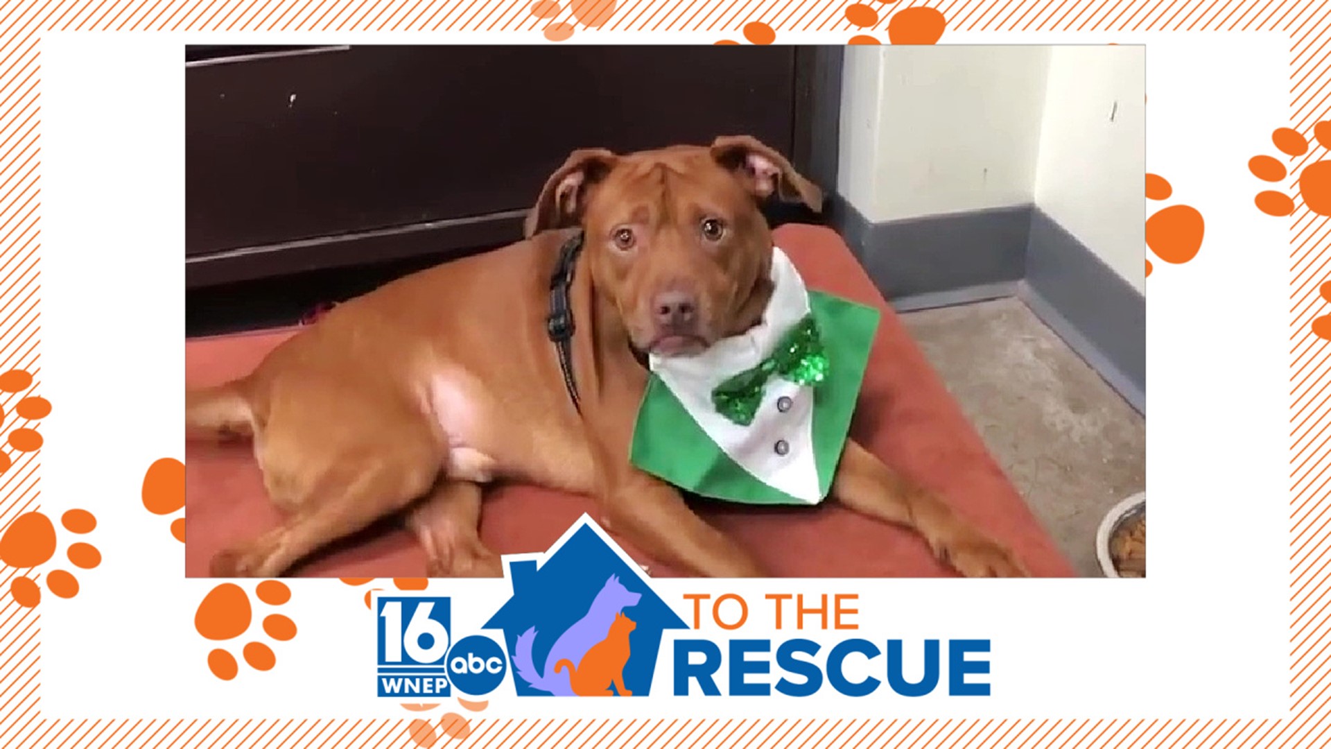 In this week's 16 To The Rescue, we meet a 2-year-old dog who was left on the street and then hit by a car. Newswatch 16's Ally Gallo introduces us to Timmy.