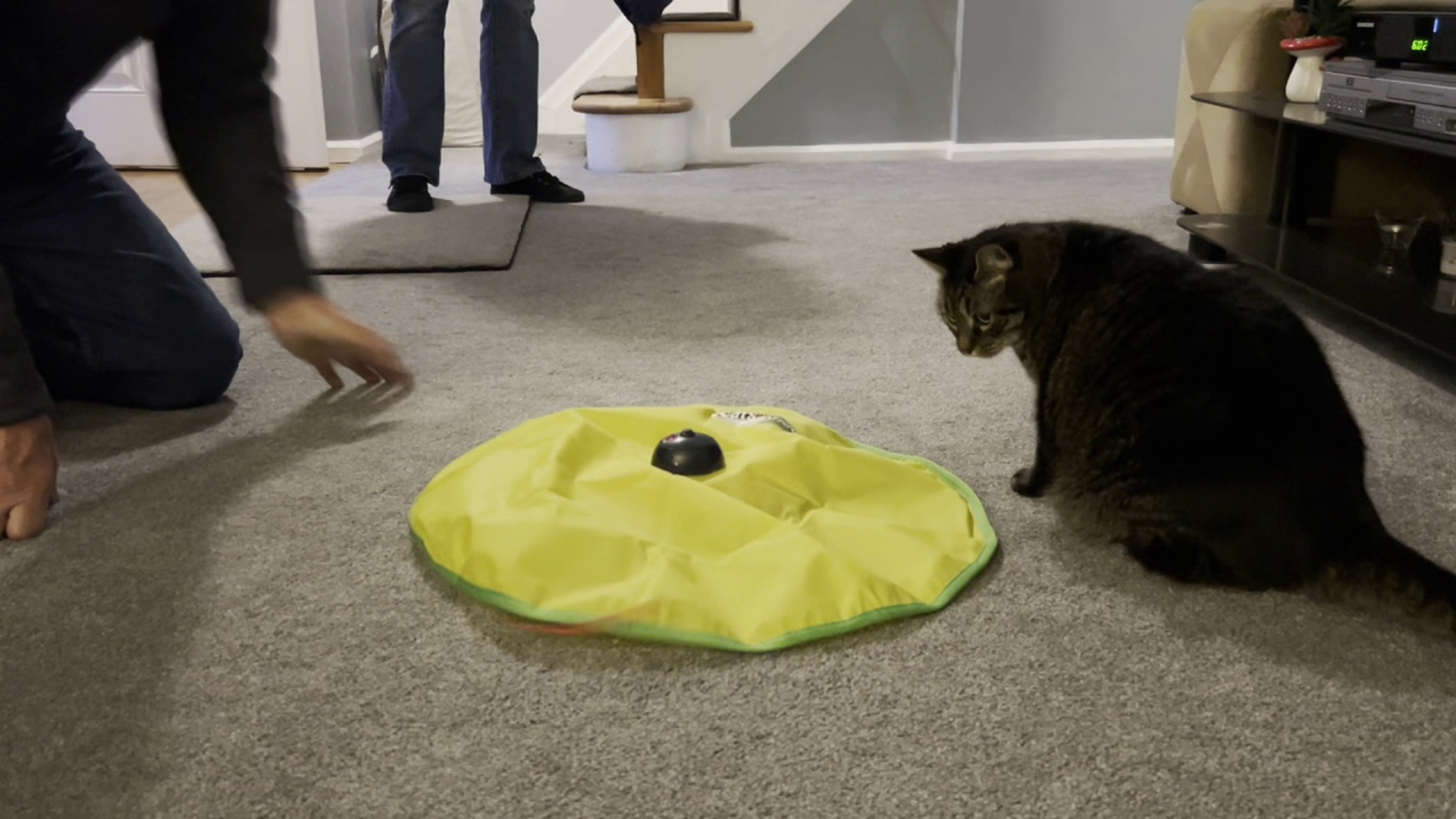 Newswatch 16's Kurt Aaron tests a product the maker claims will help keep your indoor cat healthy through fun games.