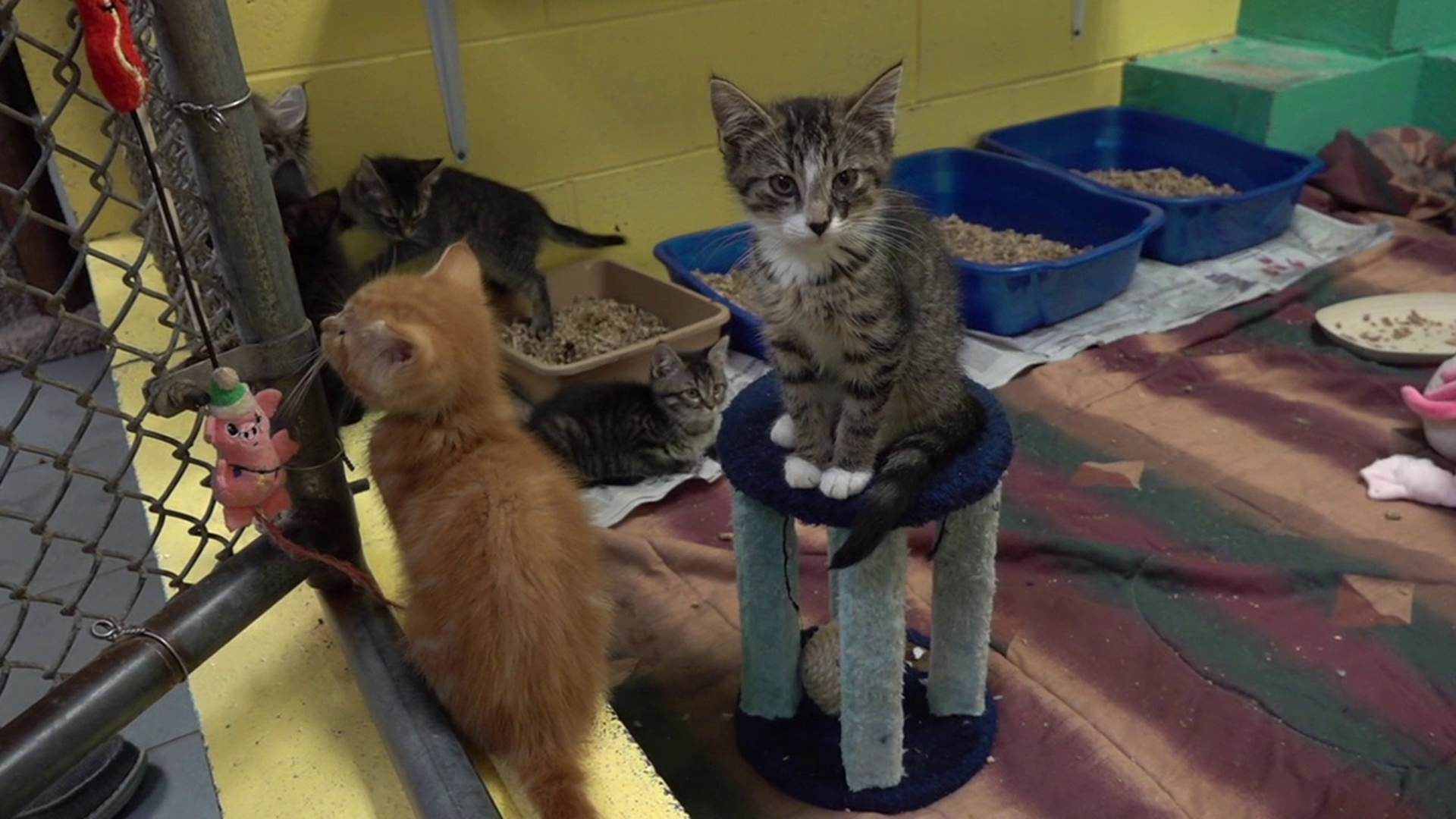 A group of organizations in Schuylkill County are hosting a fundraiser this weekend to help stray cats.