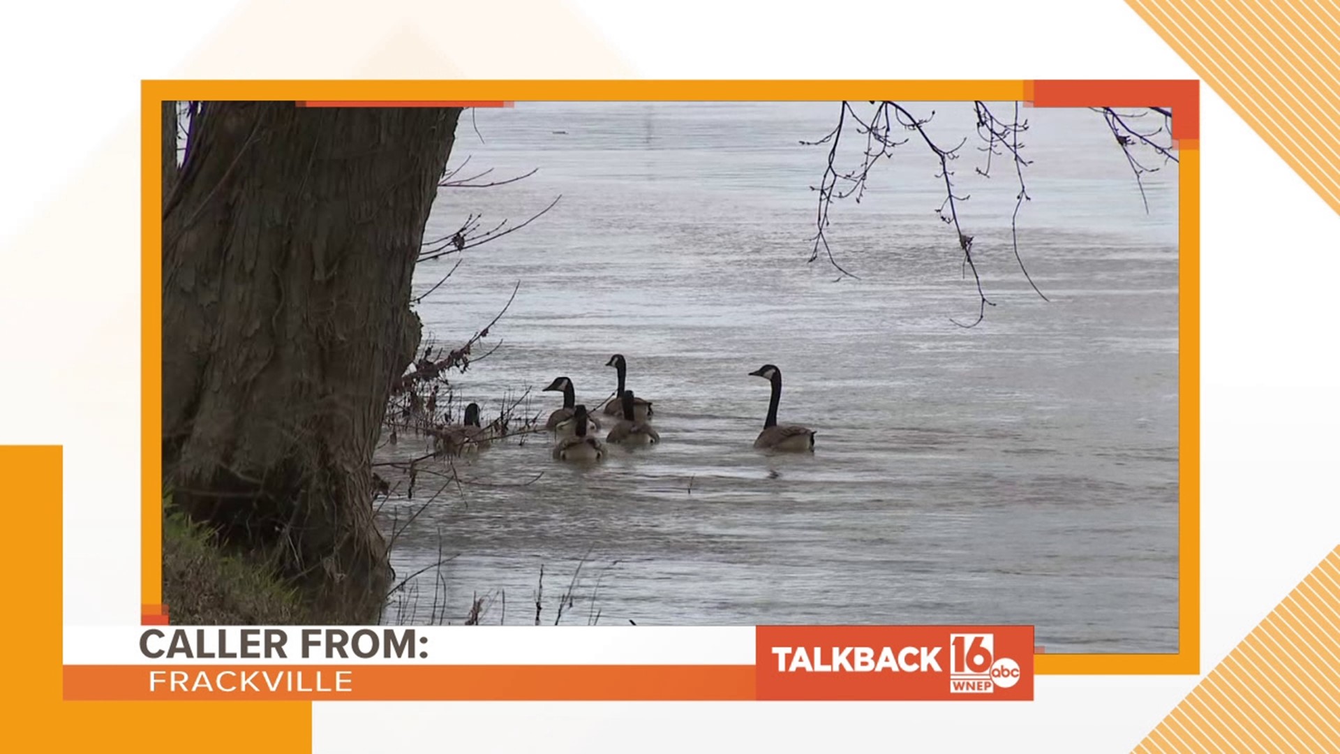 Callers are concerned for more than just the Bloomsburg geese in this edition of Talkback 16.