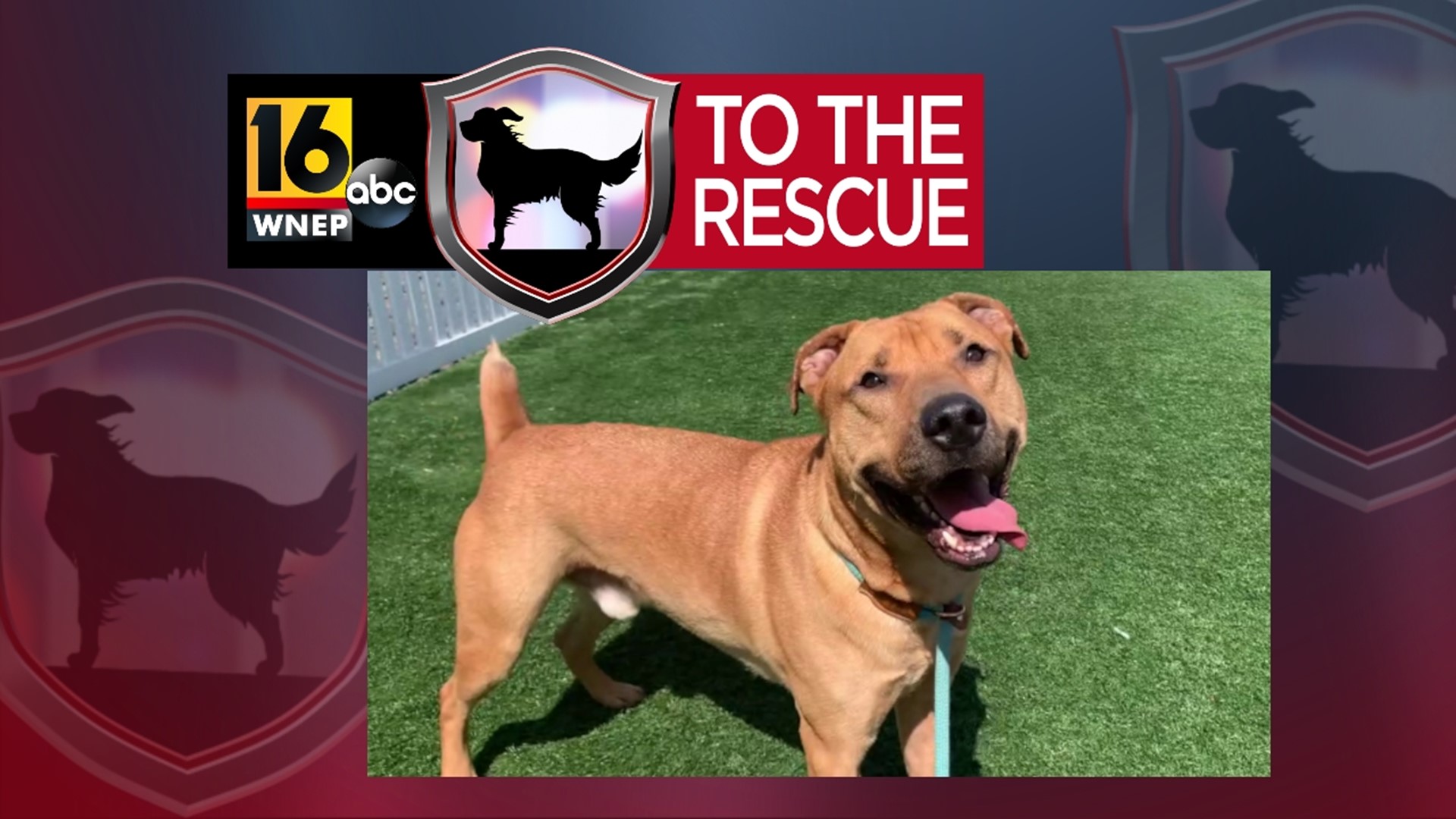 In this week's 16 To The Rescue, we meet a four-year-old mixed-breed dog that has lived the shelter life for a while but is getting the second chance he deserves.