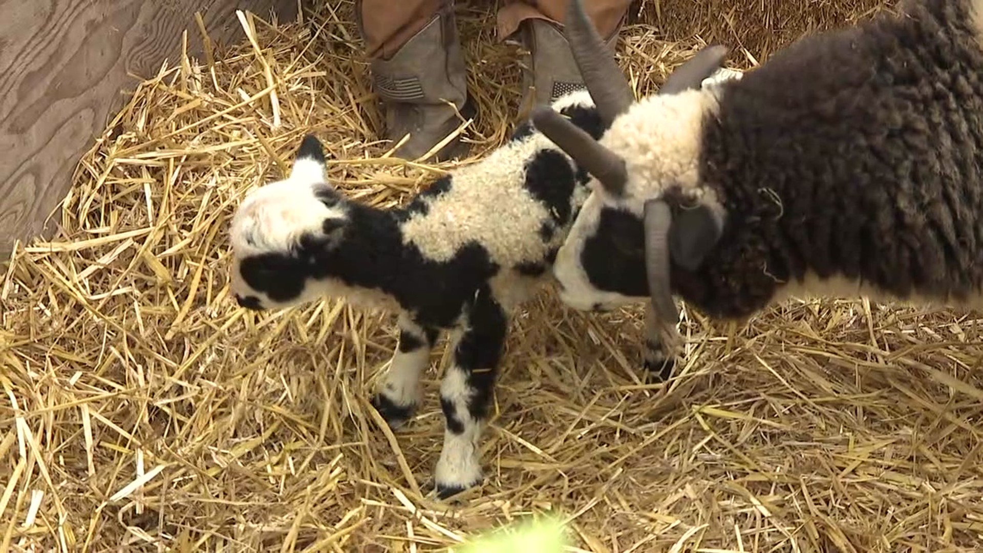 The most famous sheep at this year's fair gave birth on Thursday.