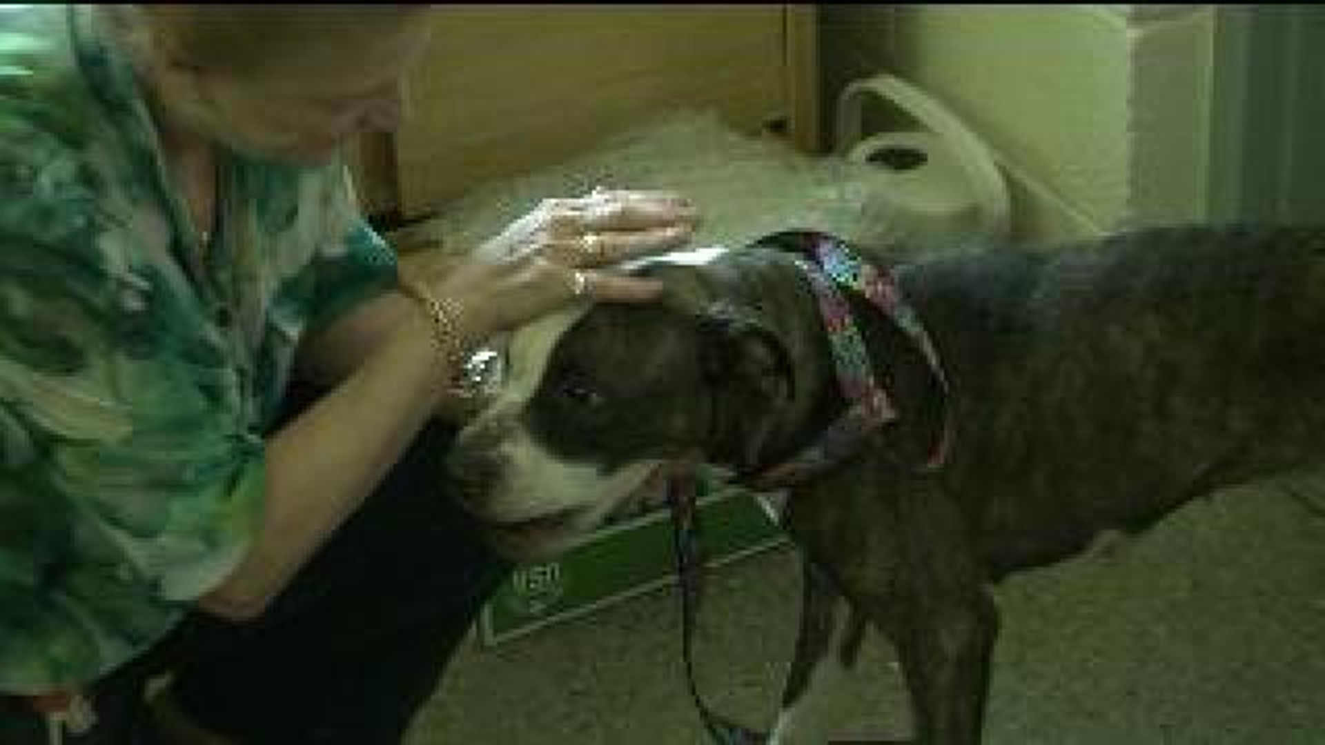Dog Neglect Investigation In Wilkes-Barre