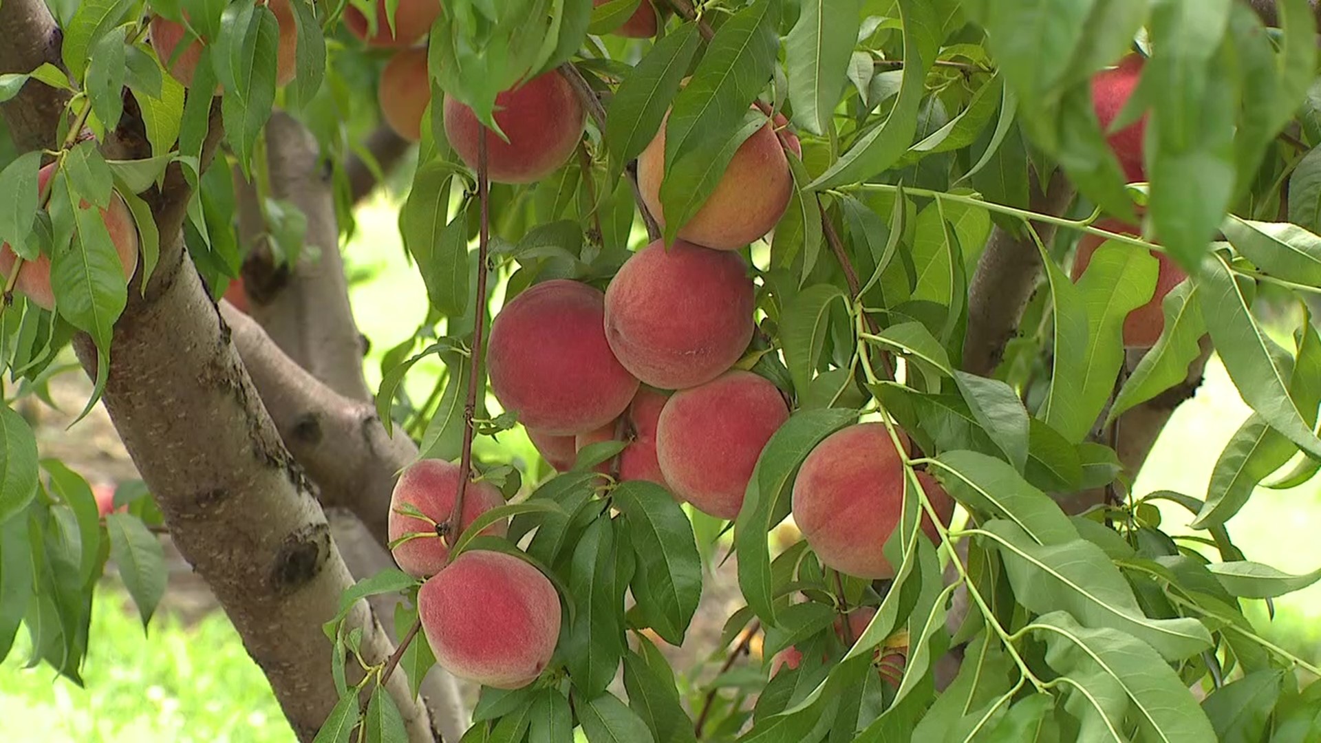 If you like peaches, you might want to make a "pit" stop in Mifflinville this weekend.