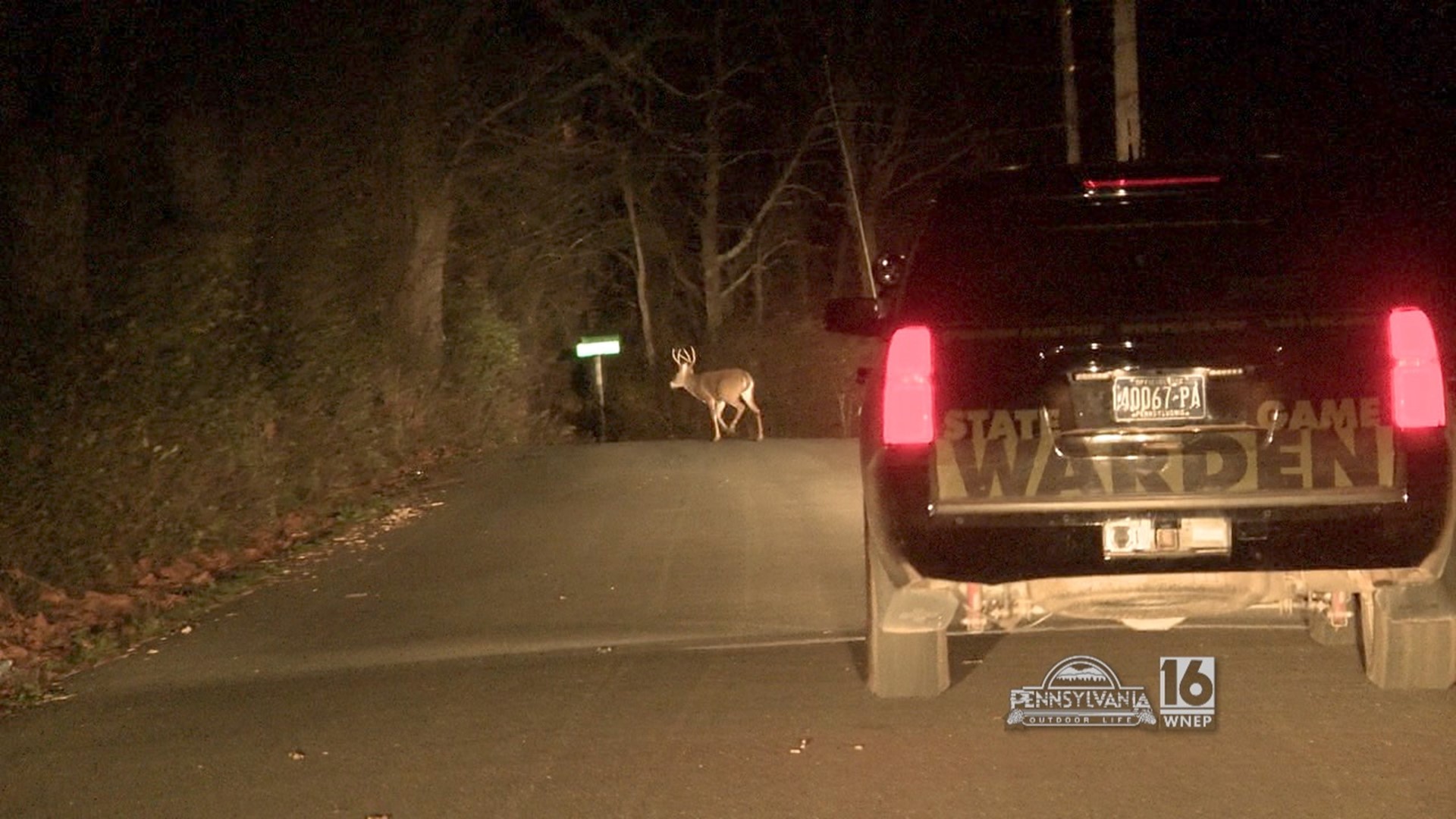 The bucks come out at night.