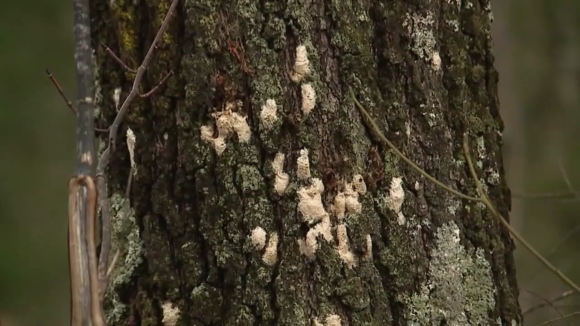 Forest health experts says defoliation may have doubled in 2022.