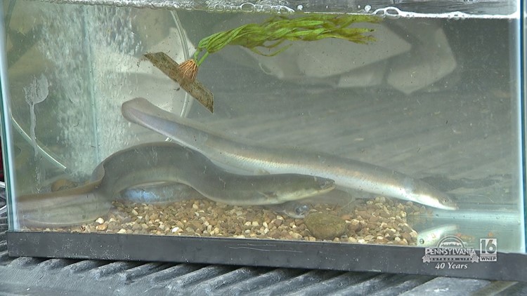 Northeast Bradford School District American Eel Release