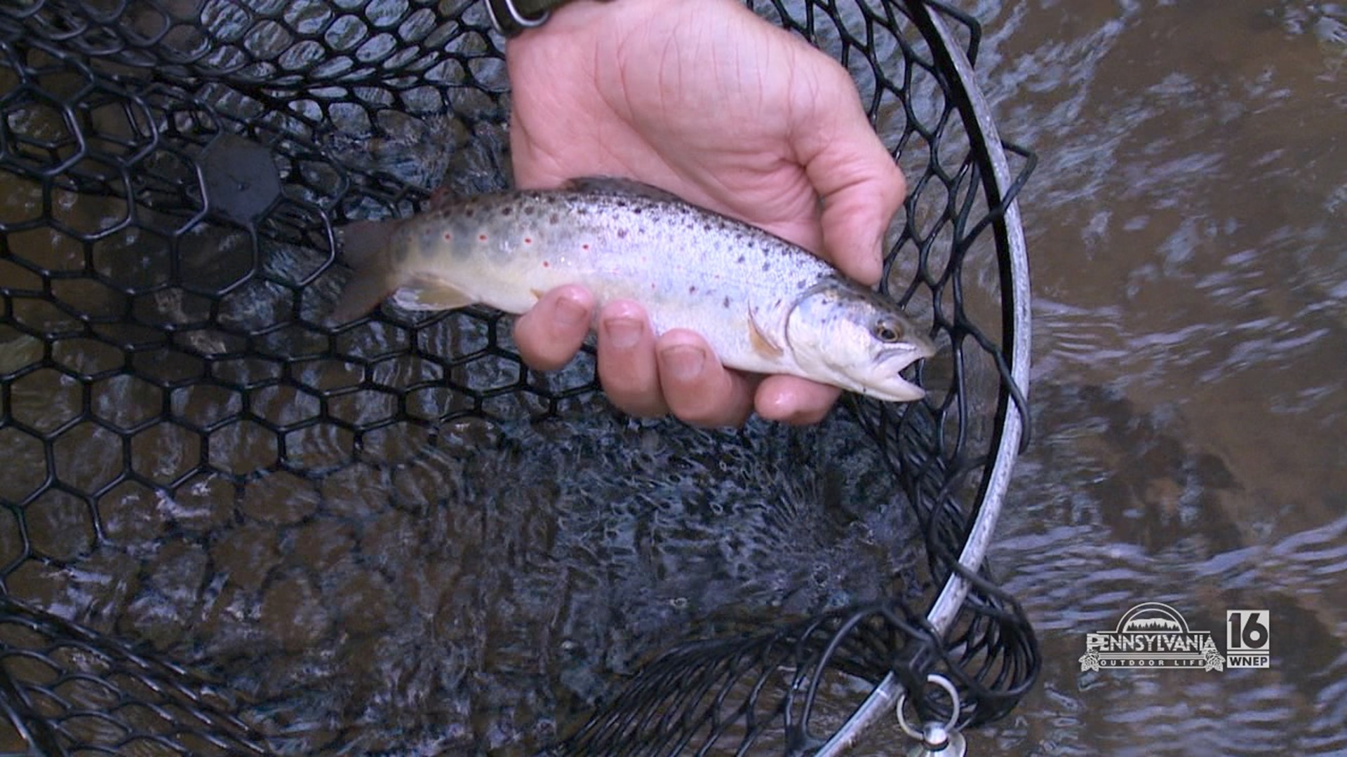 Spinner fishing small creeks with big success.
