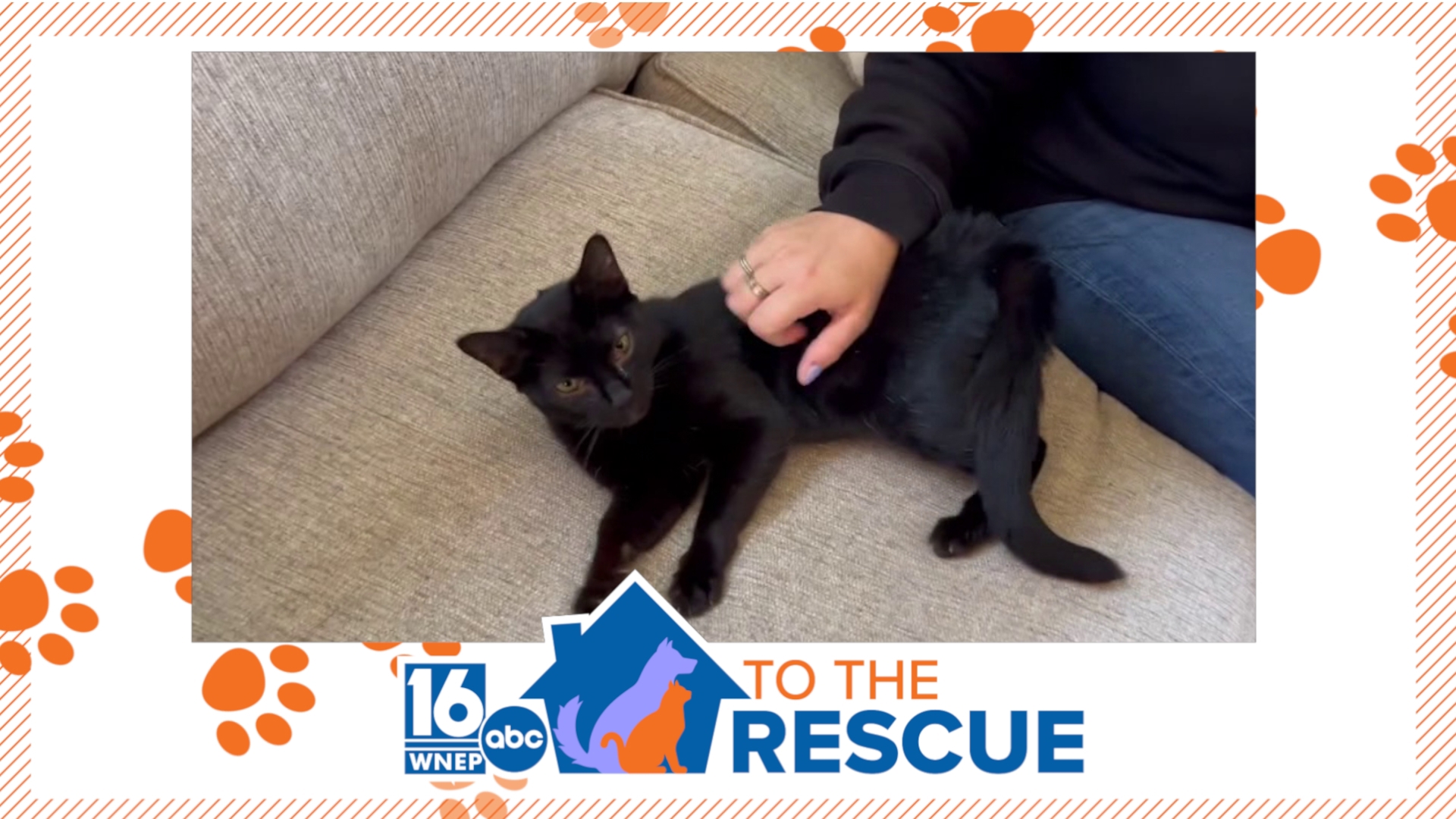 In this week's 16 To The Rescue, we meet a cat named Walena. Rescue workers say she was a "TNR fail." She was trapped and fixed but was too friendly to be released.