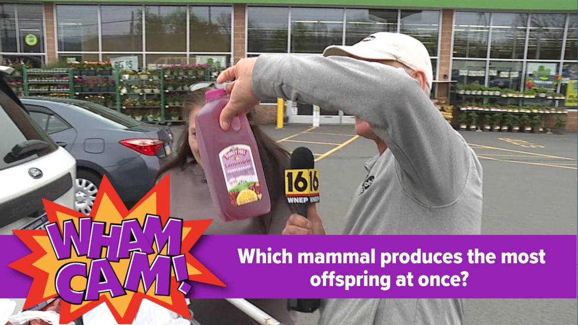 Which mammal produces the most offspring at once?