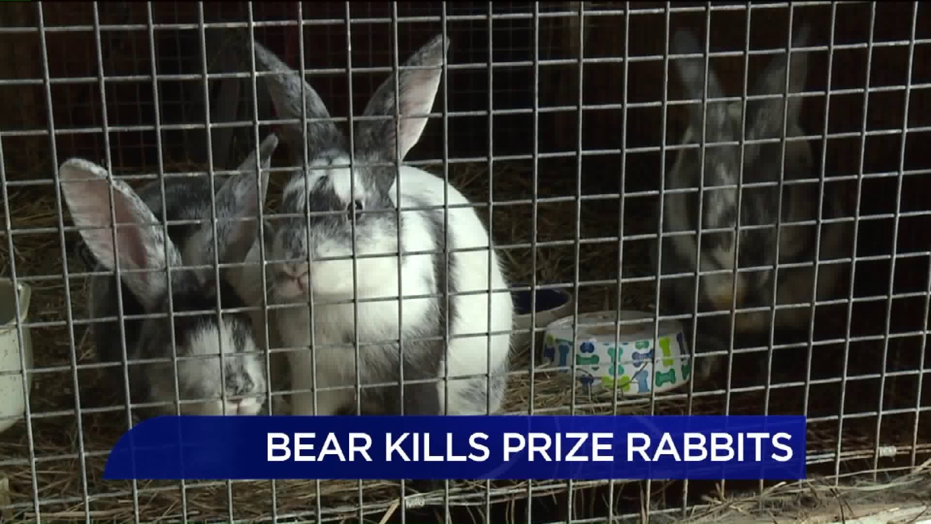 Bear Attacks, Kills Family`s Prize Rabbits Three Times