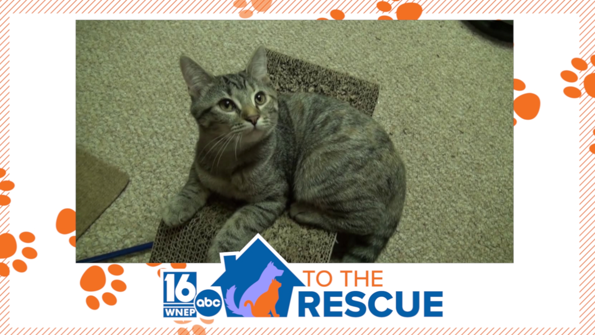 In this week's 16 To The Rescue, we meet a four-month-old kitten who is looking for her forever home now that all of her siblings have found theirs.