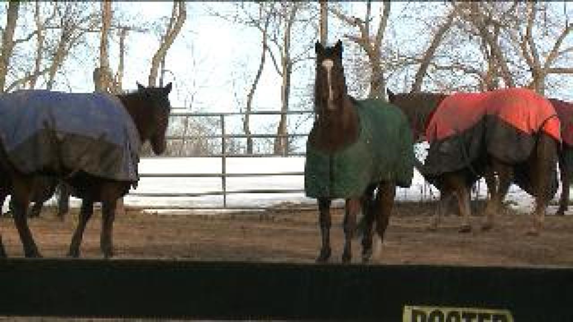 Horses Safe After Barn Fire