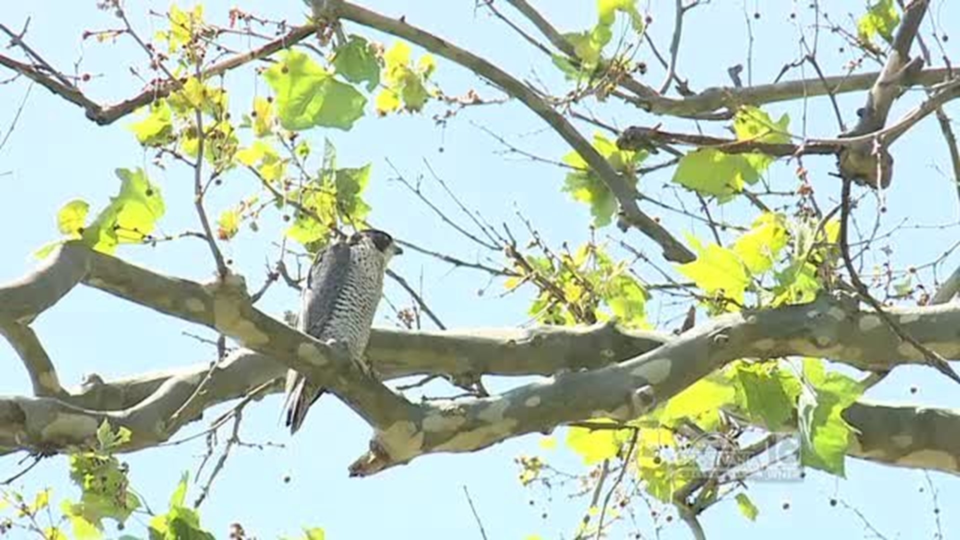 Peregrine Falcons in Pennsylvania