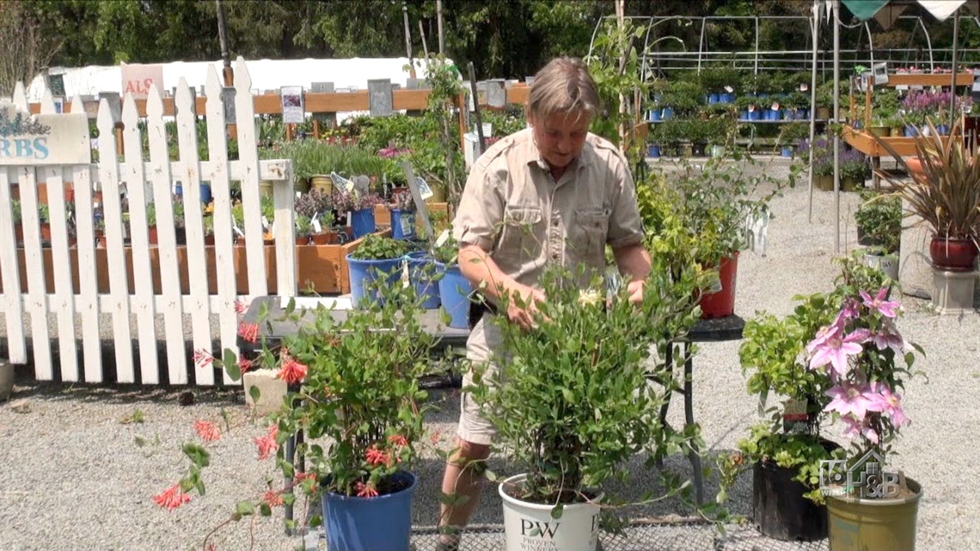 Choosing and Planting Climbers