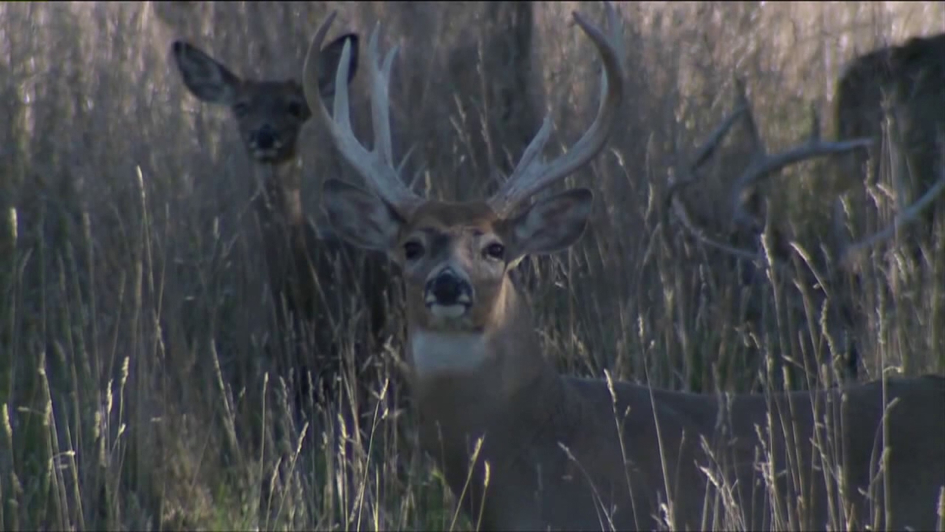 Hunters across northeastern and central PA are taking full advantage of hunting season, which means deer are piling up at a family-owned processor in Luzerne County.