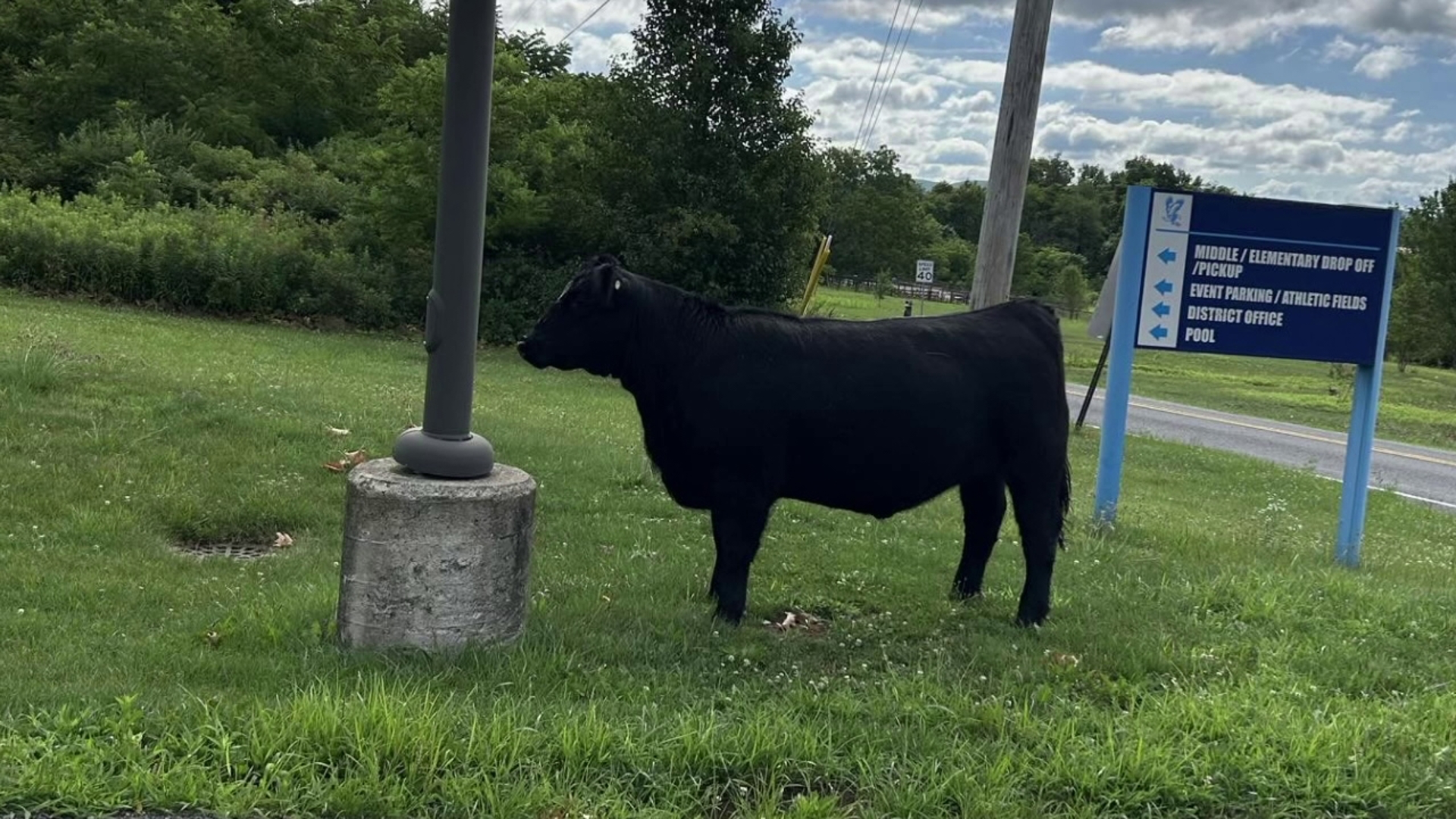 Holy cow! Blue Mountain High School gets a visitor | wnep.com