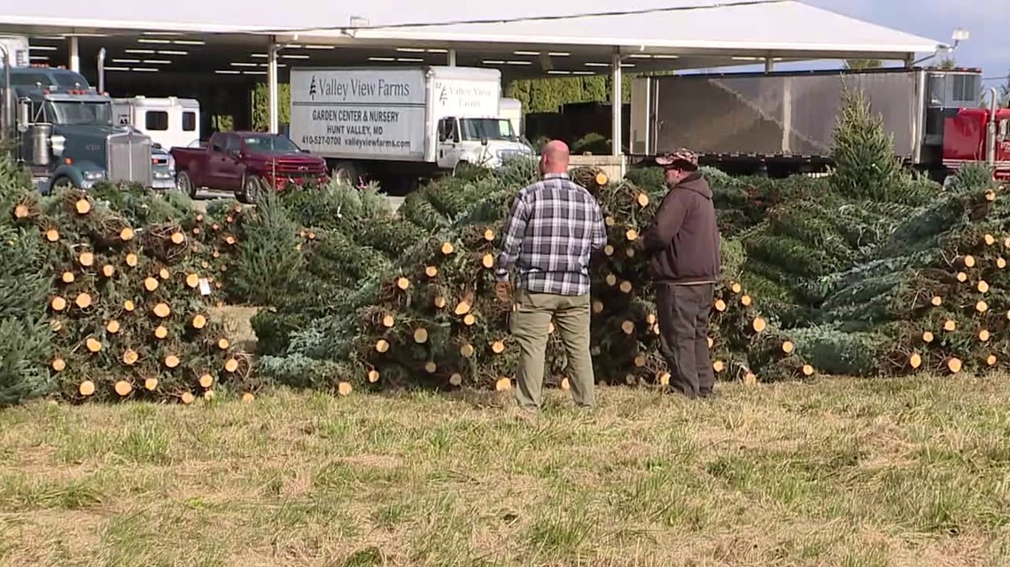'World's largest Christmas tree auction' held in Union County