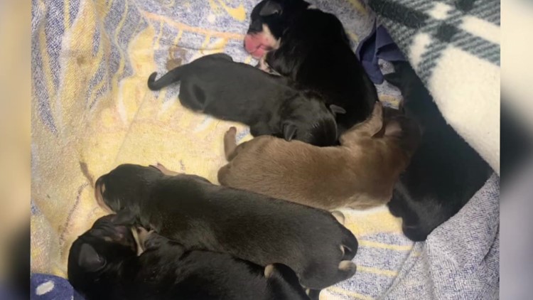 Abandoned puppies found in parking lot in Monroe County