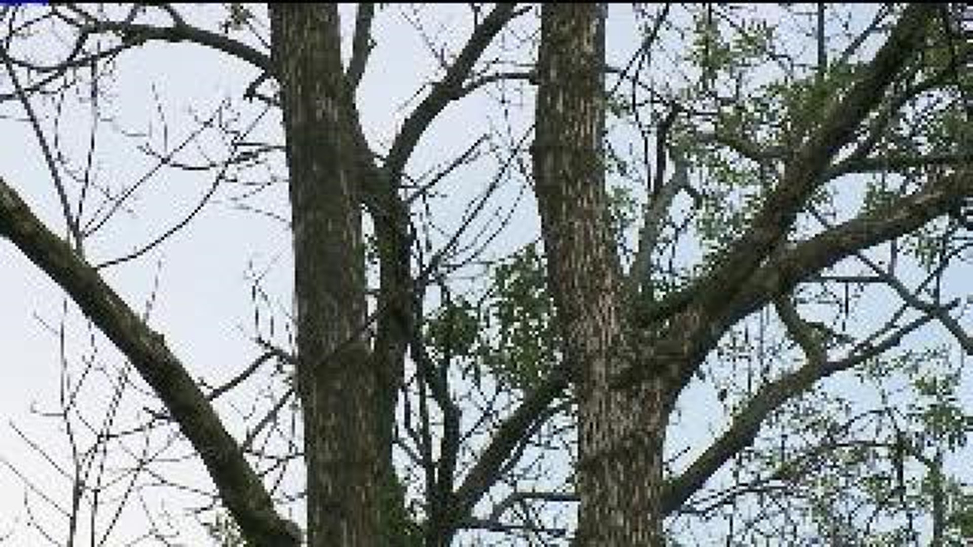 Beetles Killing Ash Trees In Lewisburg