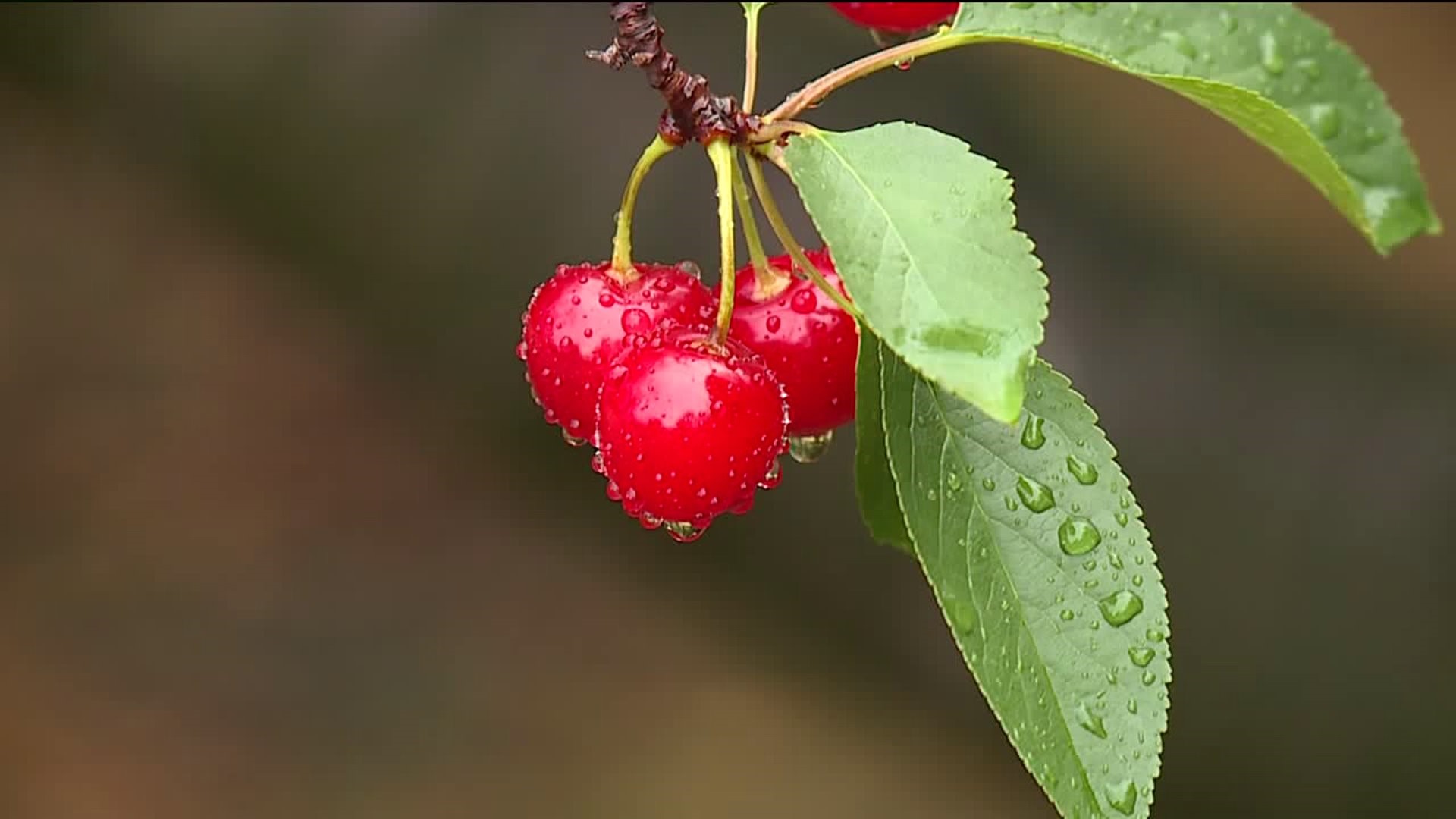 Despite Rain, Cherries Ripen at Farm in the Poconos