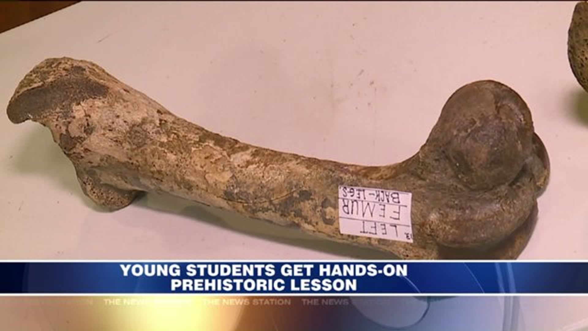 Hands-on Prehistoric Lesson