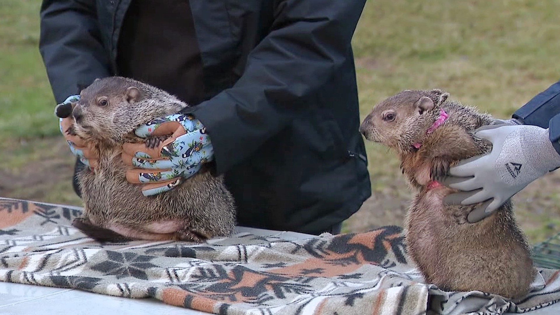 Newswatch 16's Amanda Eustice shows us how this Groundhog Day celebration was used to teach people about the animal.