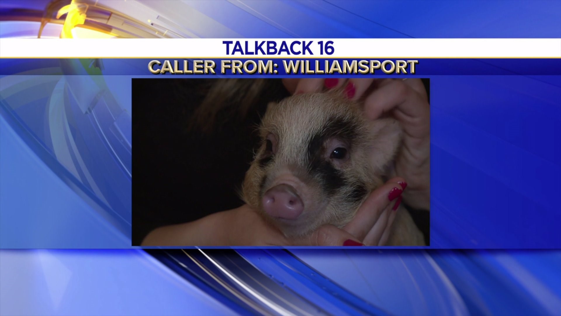 Talkback 16: Pigs and Potholes