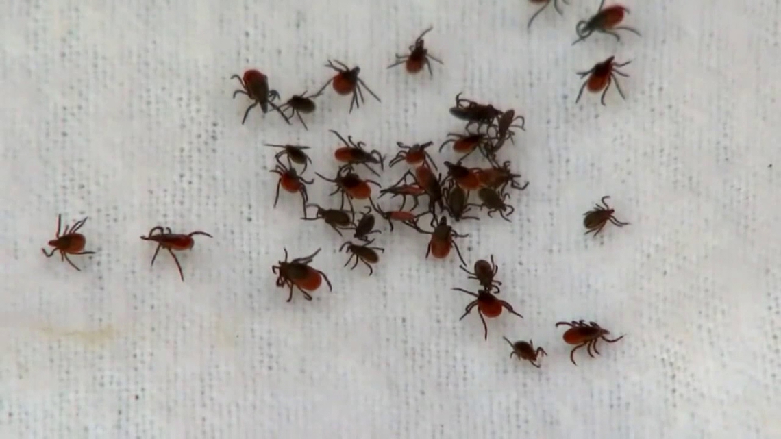 Pennsylvania research lab sees increase in tick population