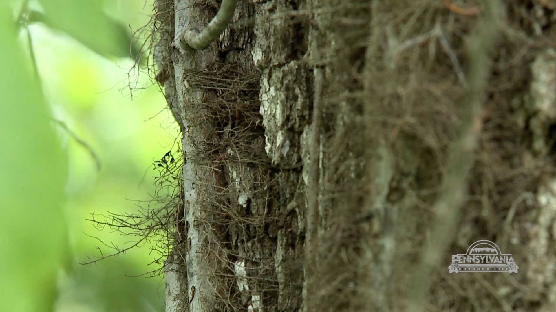 You'll want to stay away from these plants on your next hike.