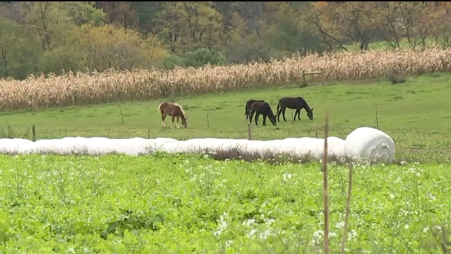 Horse Hit and Killed by Tractor-Trailer