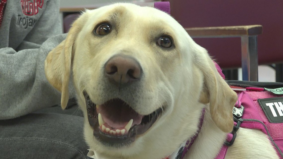 Therapy dog brings smiles to Moscow Elementary - Vimarsana News