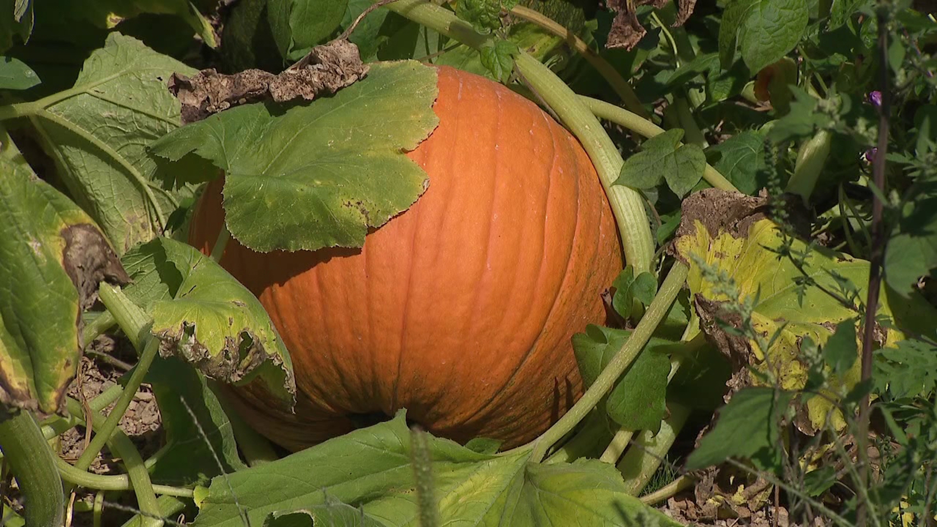 We are a few weeks away from the official start of fall, but there are signs of the season popping up across the area, including pumpkins.