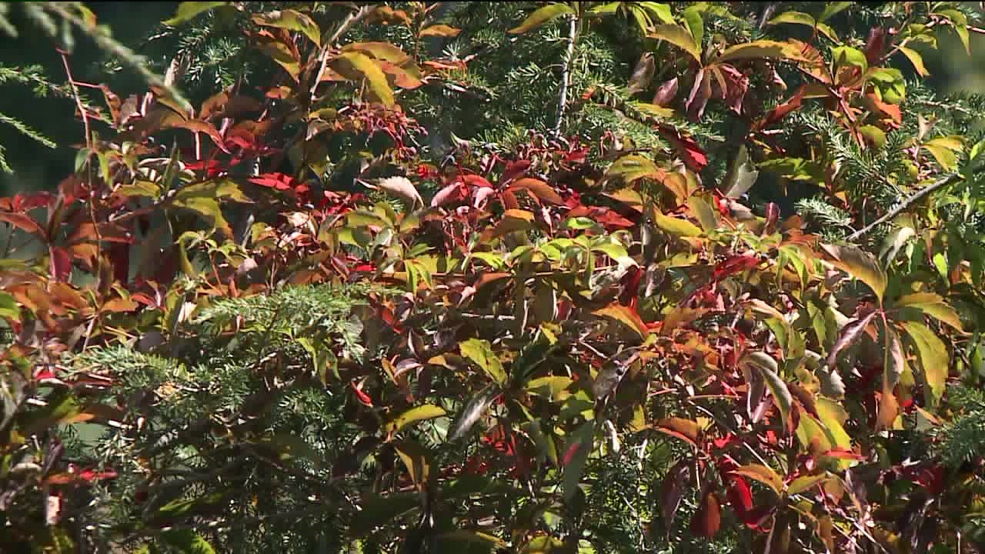 Fall Foliage Expected Early