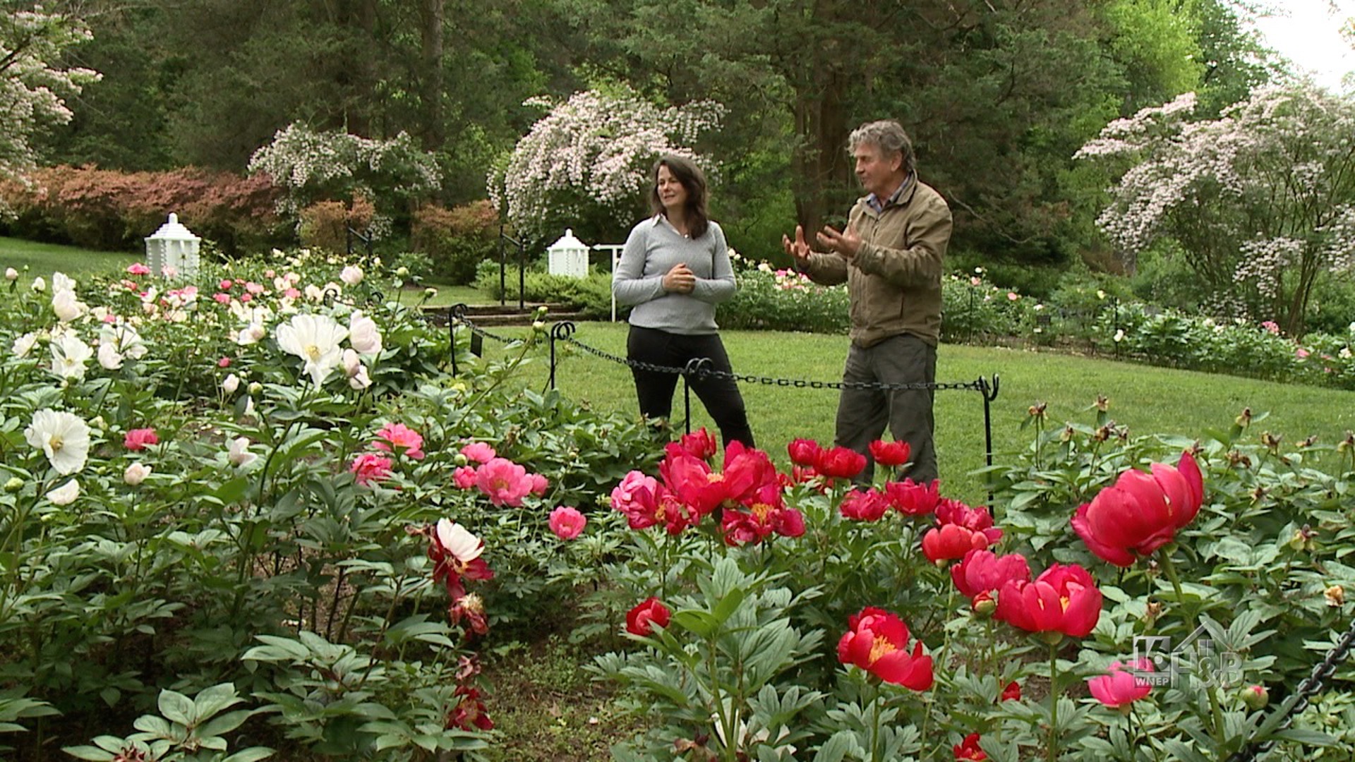 Growing the Perfect Peonies With The Experts of Winterthur