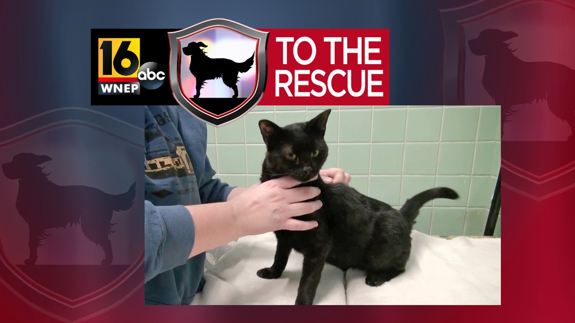 In this week's 16 To The Rescue, we meet Miata, an energetic cat with a huge personality, but a small medical issue.