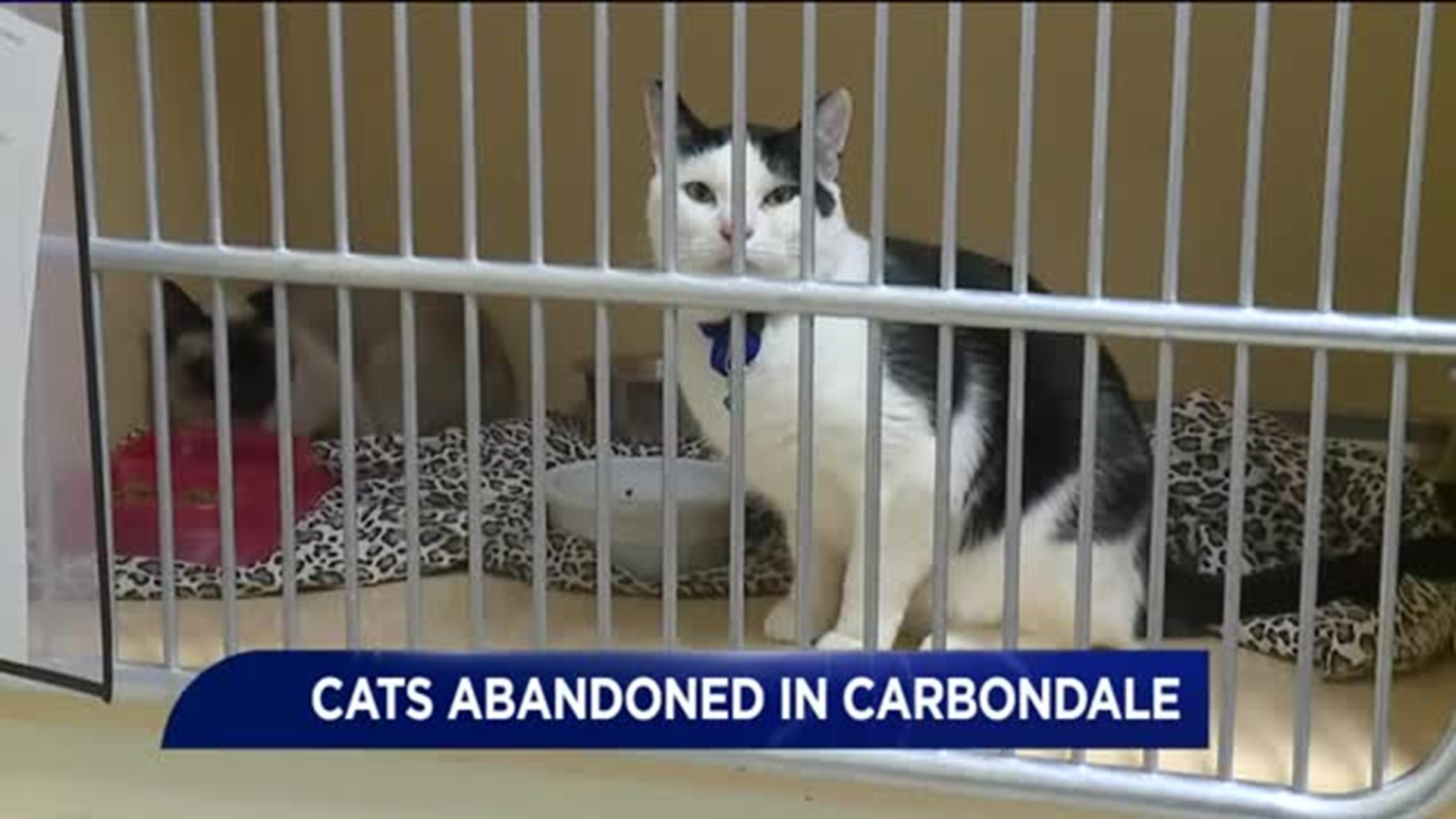 Cats Abandoned in Carbondale