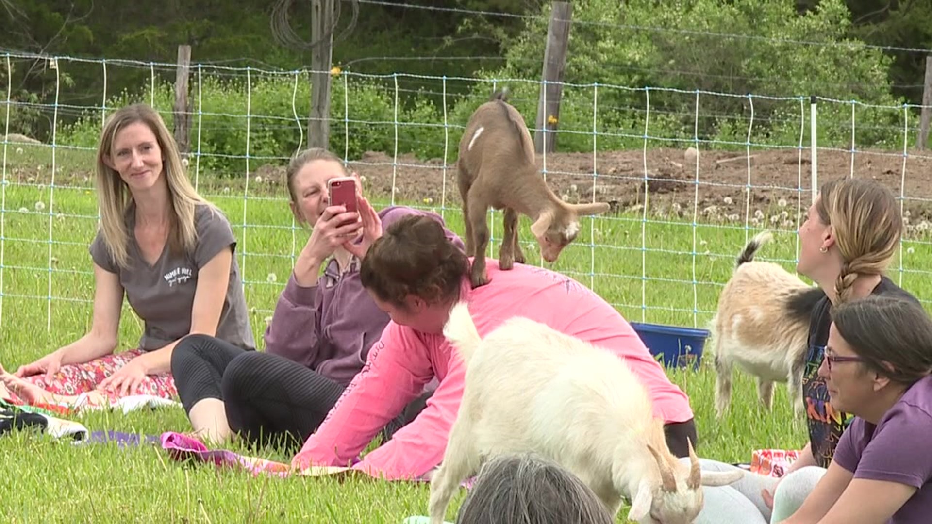 "Moms and Mimosas" featured nature and goats at Nimble Hill Goat Yoga.