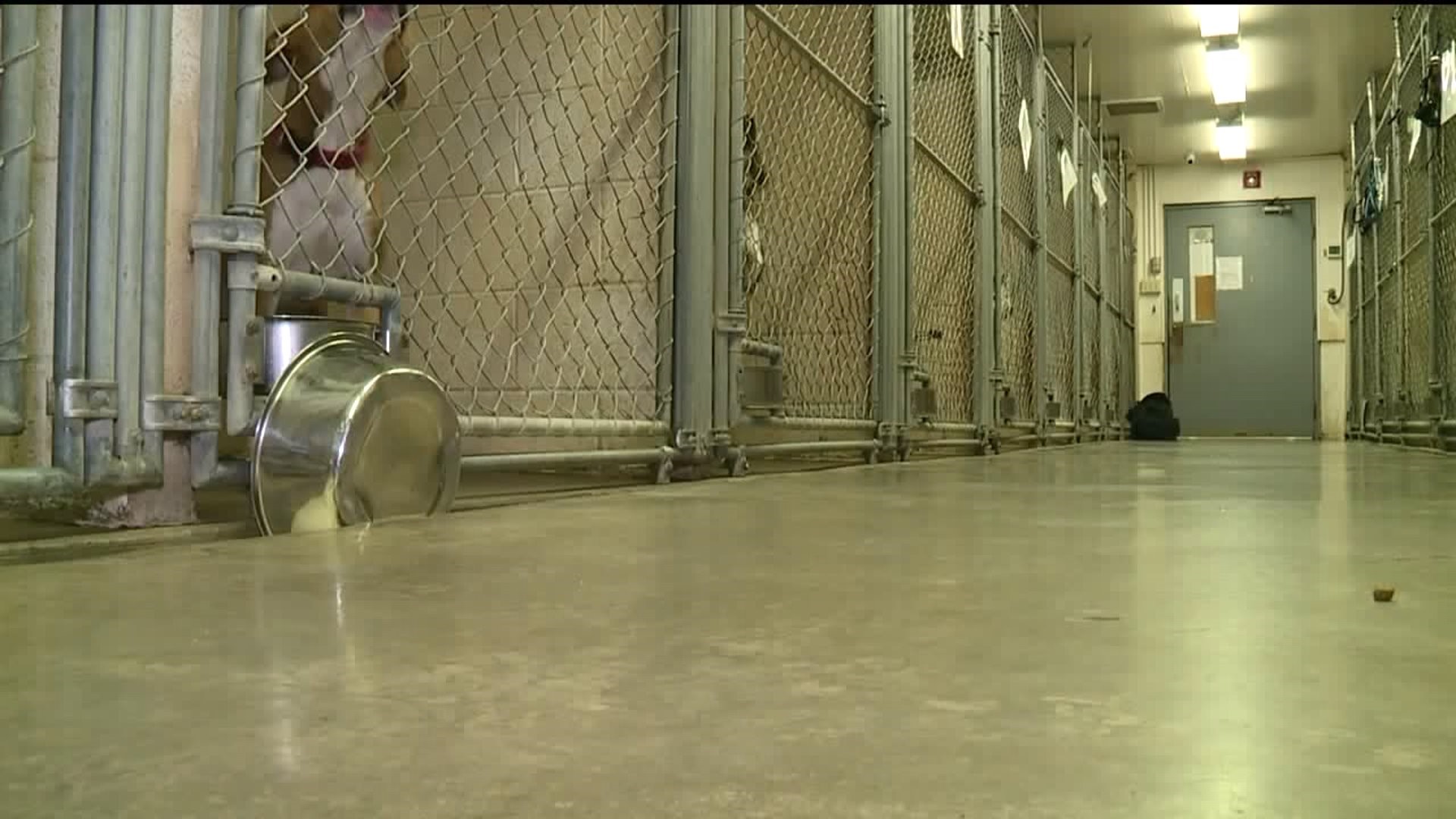 Too Many Dogs at Clinton County SPCA